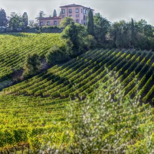Bolgheri Super Tuscans