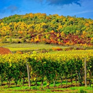 Tokaj wijnreis Hongarije