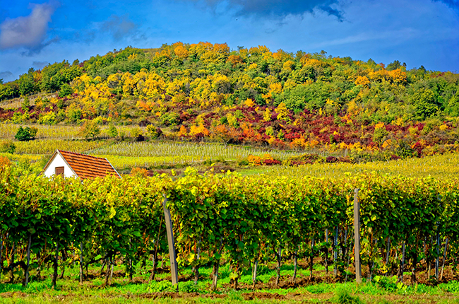 Tokaj wijnreis Hongarije