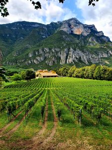Italiaanse wijnen met een Duits tintje in Trentino – Alto Adige