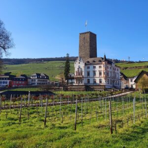 Wijnreis Rheingau en Moezel